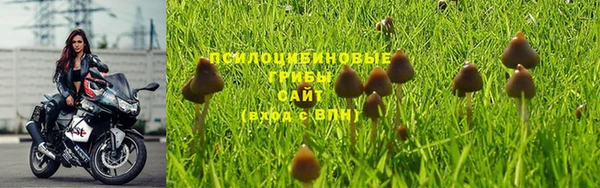 шишки Белокуриха